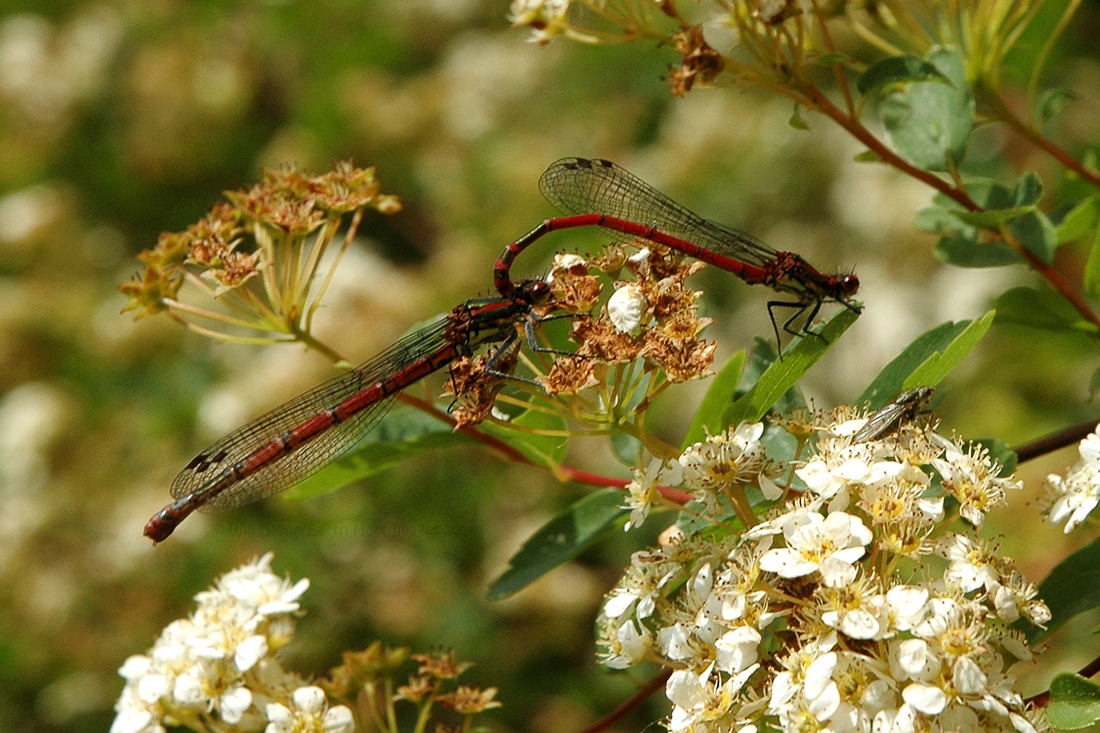 A Rest From Mating