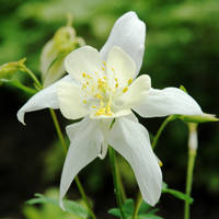 Columbine Pentacle