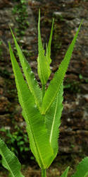 Prickly Plant... by Earth-Hart