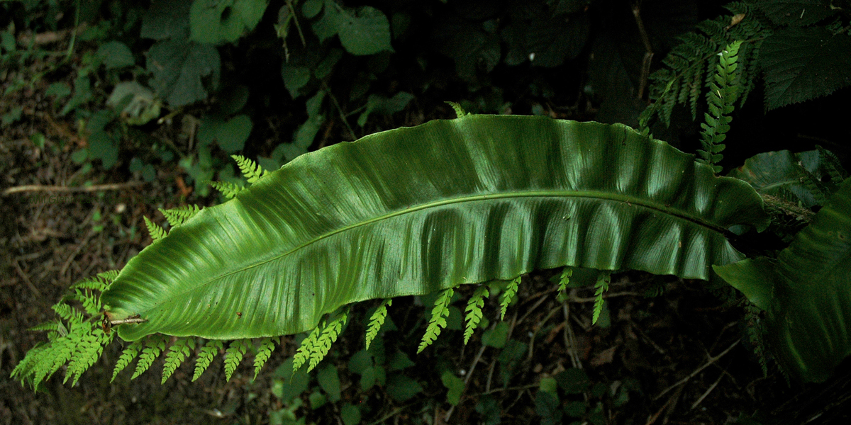 Pteridophyta