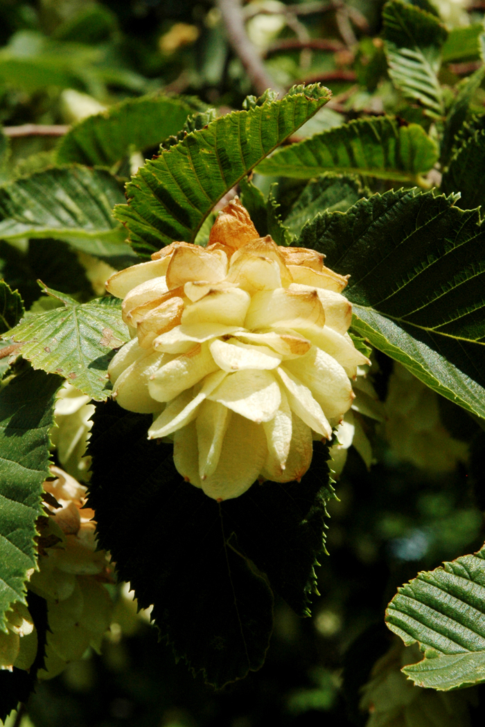 The 'Hop' of the Hop Hornbeam