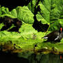 Moorhen with Chicks