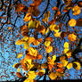 Copper Beech Autumn