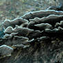 Fungi on Tree of Heaven Stump