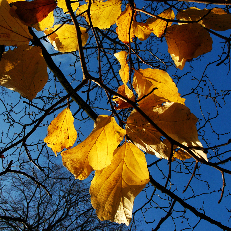 Golden Ironwood