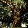 The Dundon Yew