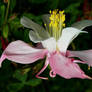 Looking Down on Columbine