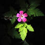 Herb Robert, Under Yew