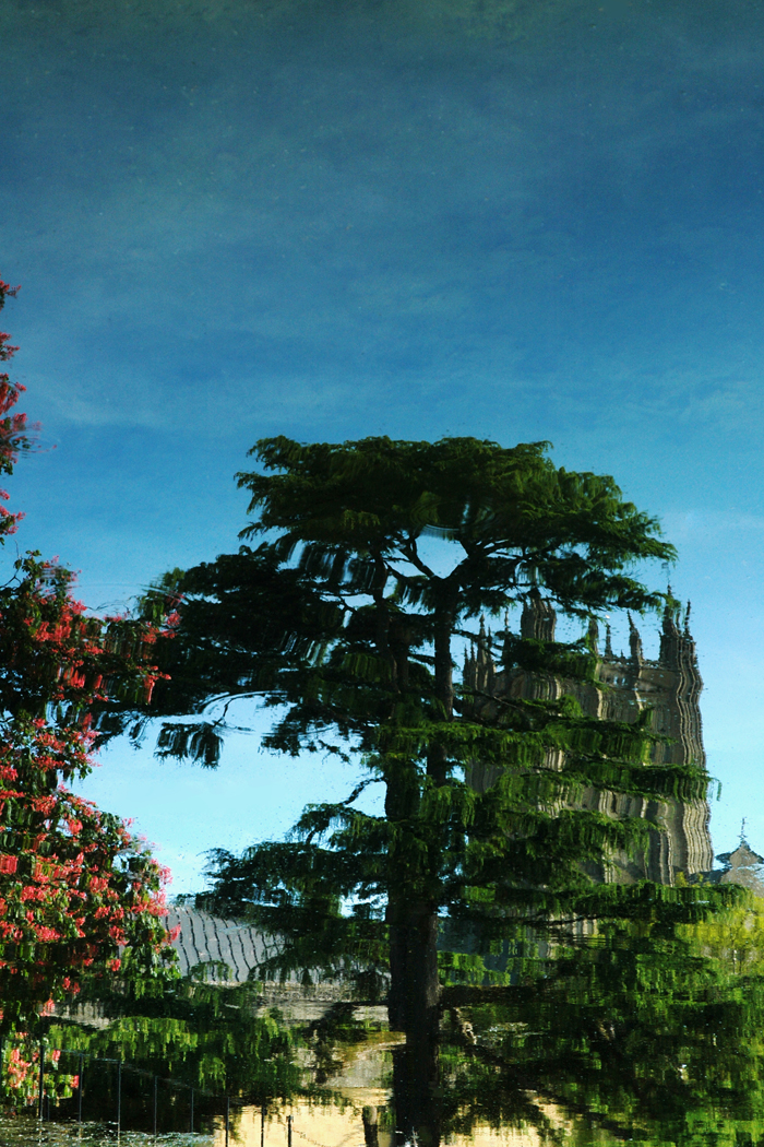 A Reflective Cedar