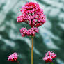 Red Valerian