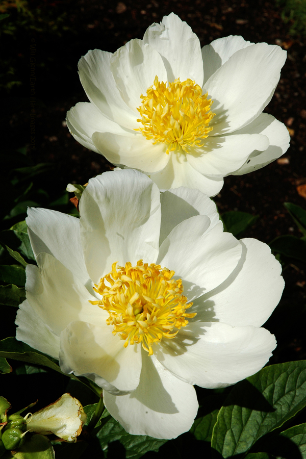 A Pair of Peonies