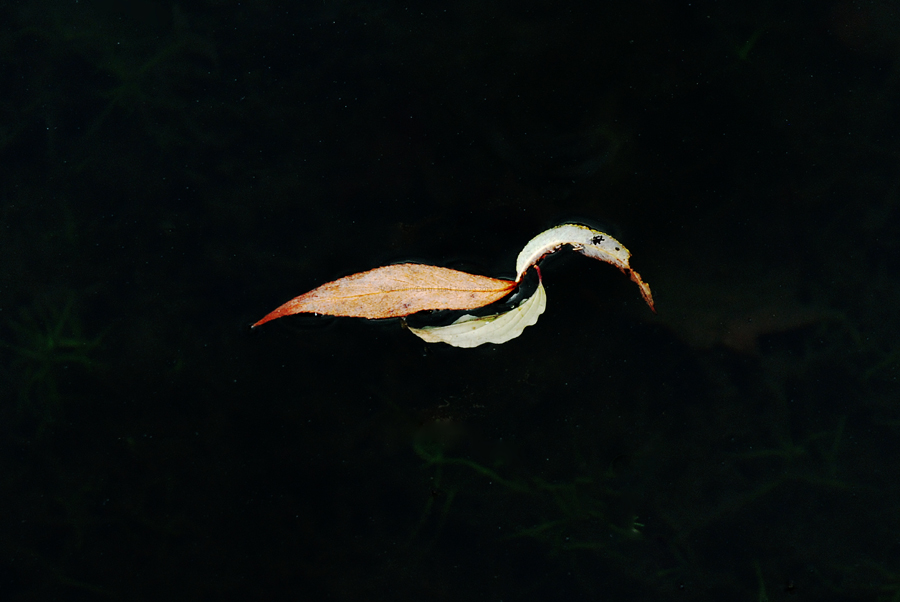 Willow Leaf Swan