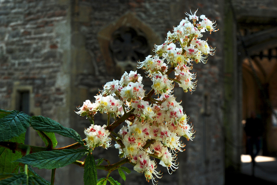 Gatehouse Chestnut