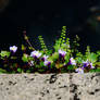 Ivy-Leaved Toadflax