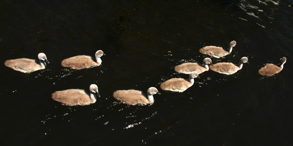 Following Mum