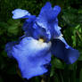 Iris of the Garden