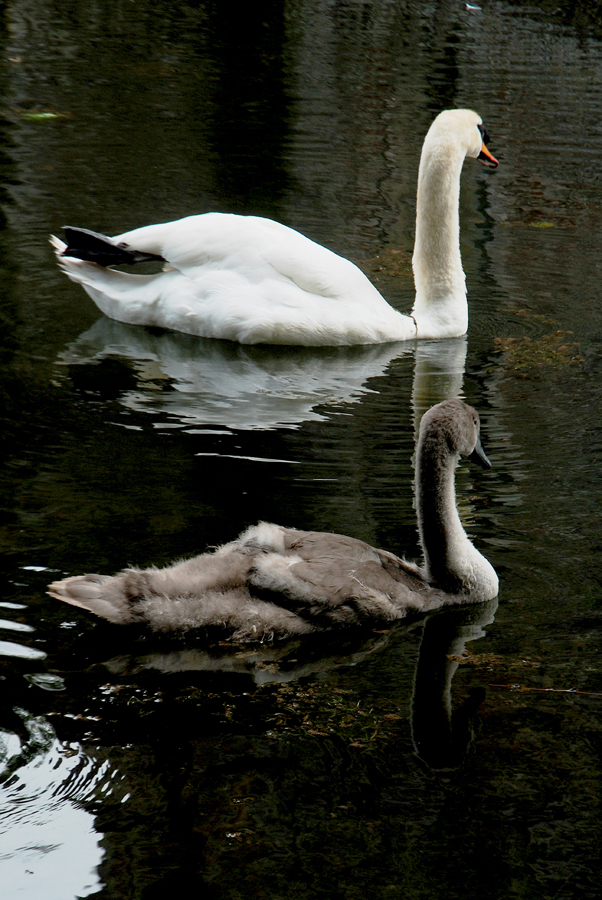 Young and Old