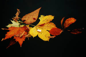 The Colour of a Season by Earth-Hart The Colour of a Season by Earth-Hart