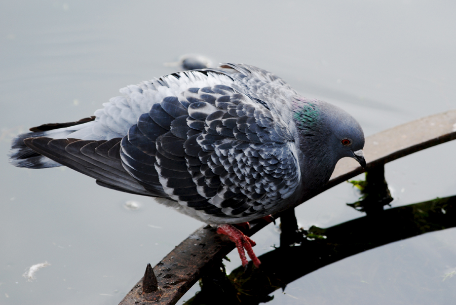 Puffed-Up Pigeon