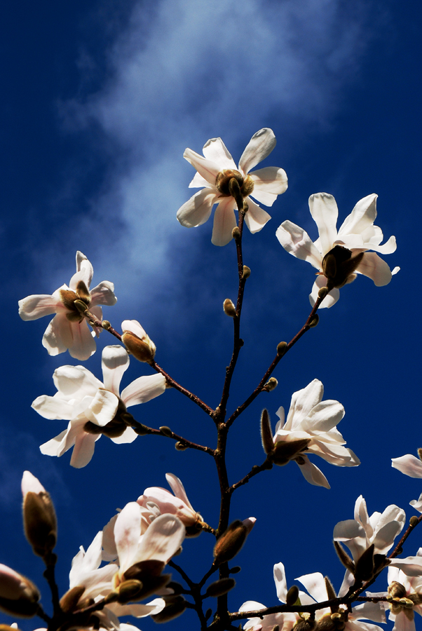 A Magnolia Sky