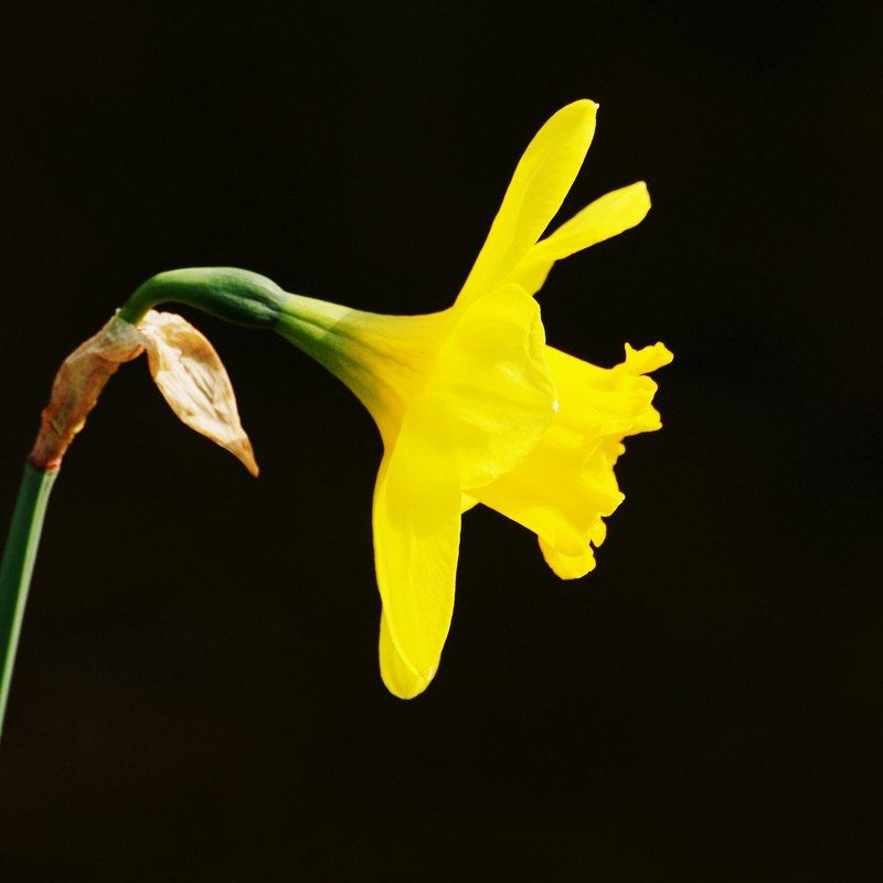 Narcissus in Profile