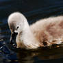 Eating Waterfowl Pellets