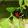 Scarlet Tiger Moth, thanks to Dave.