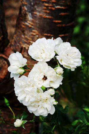 Roses for Peggy by Earth-Hart Roses for Peggy by Earth-Hart