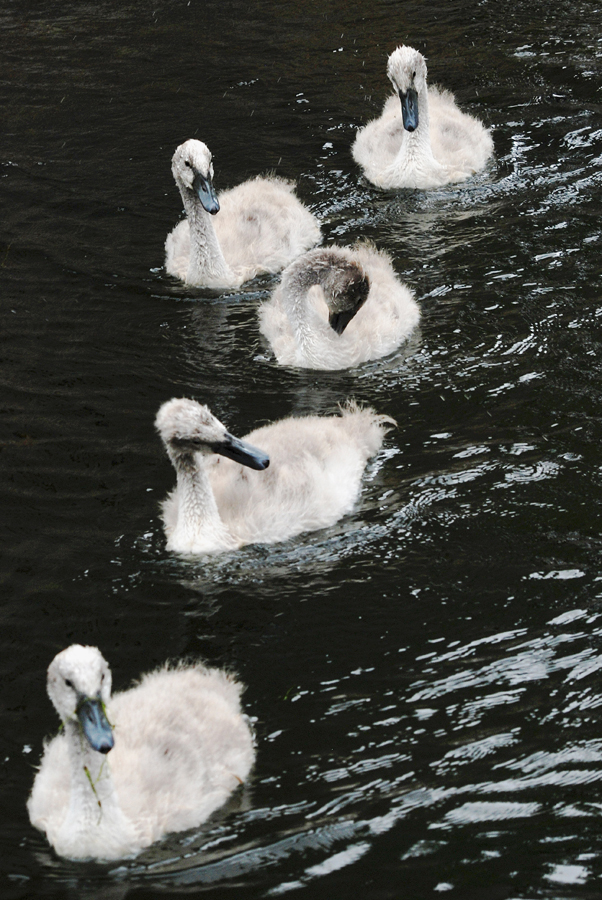 Five Go Paddling