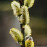 Pussy Willow Catkins