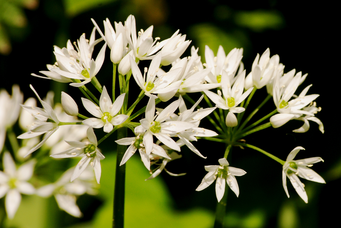 Ramsons, also known as Wild Garlic...