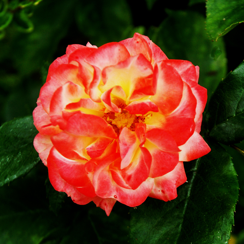 Floral Fire by Earth-Hart Floral Fire by Earth-Hart