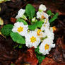 Primroses for Xmas