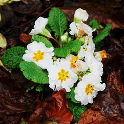 Primroses for Xmas by Earth-Hart