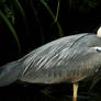 Ardea the Grey