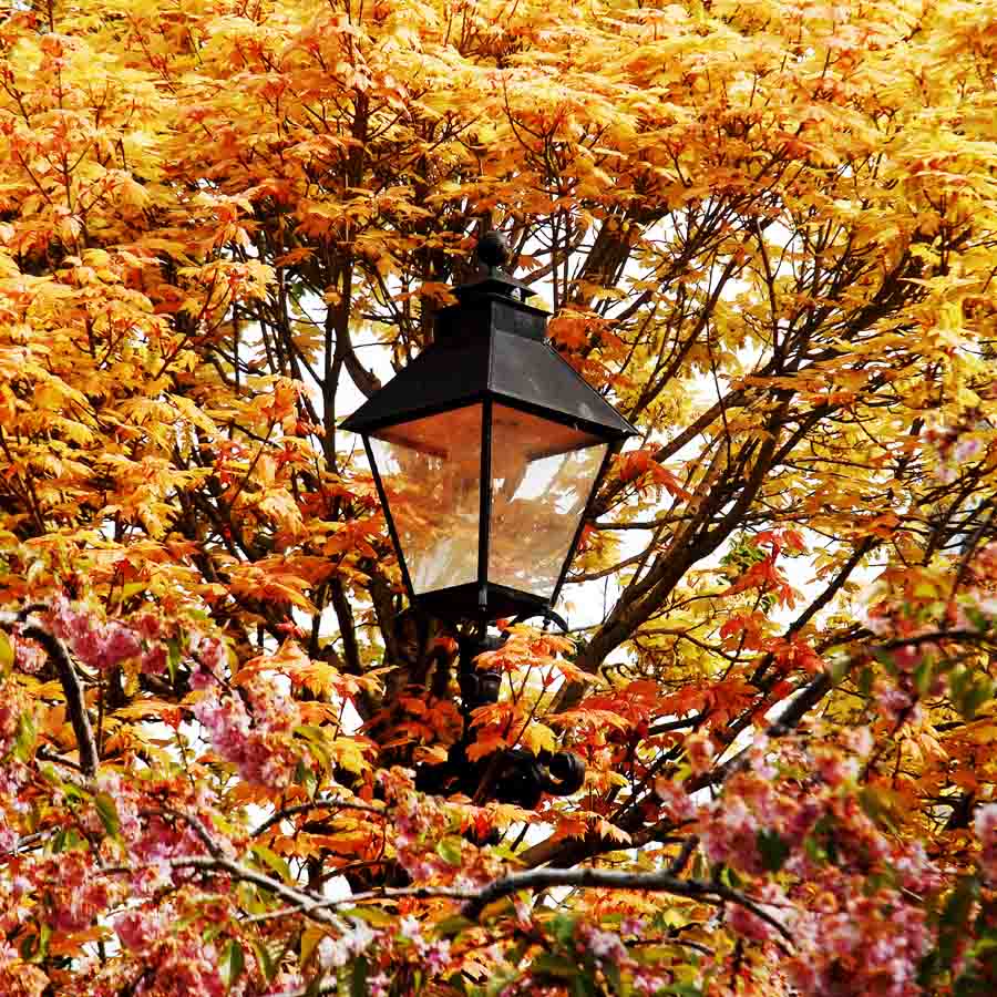 Leaf Lamp