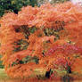 Animal Acer