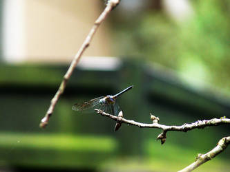 Dragonfly 1