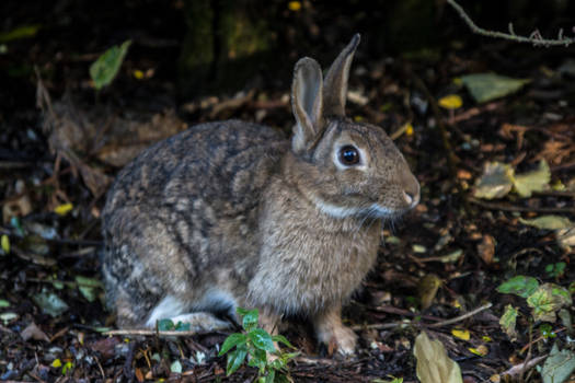 Little Bunny