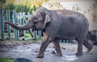 Happy Elephant