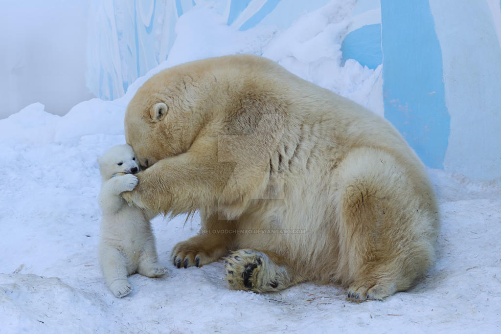 Polar Bear Cub By Belovodchenko On DeviantArt polar-bear-cub-by-belovodchenko-on-deviantart