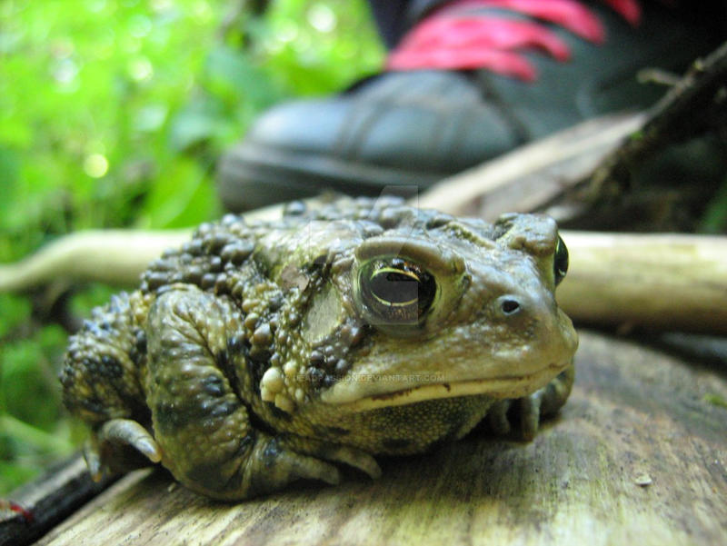 Toadsie Toadie by Deadpassion on DeviantArt