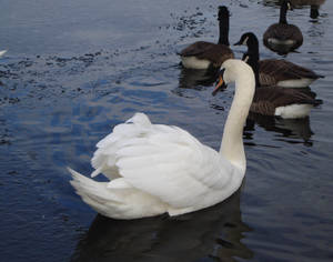 Swan amongst ducks