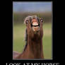 LOOK AT MY HORSE