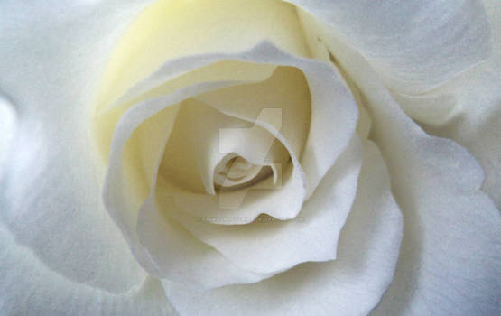 White Rose