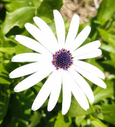 Flower - Purple and White