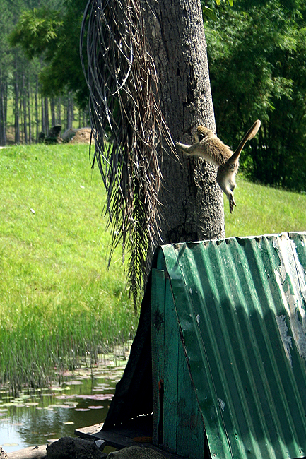 Jumping Monkey