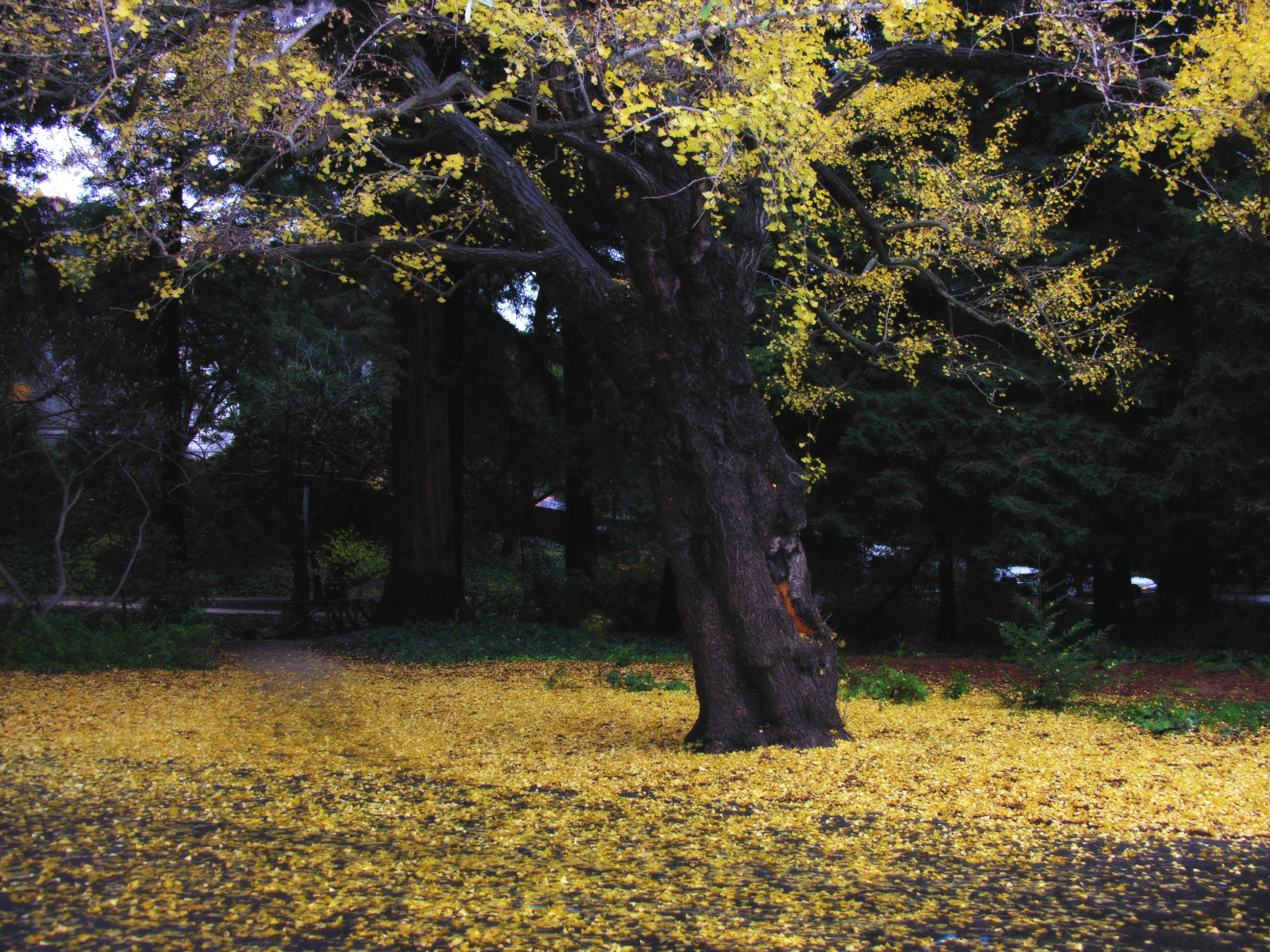 Happiness Tree