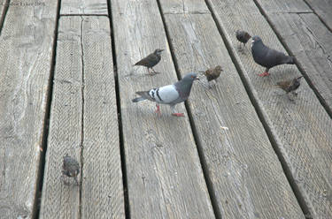 Granville Island 08-08-26 21