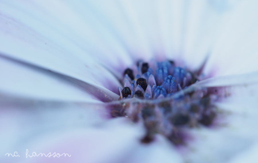 Macro Flowerdrop